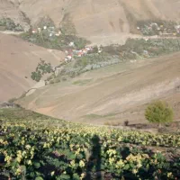 فروش-زمین