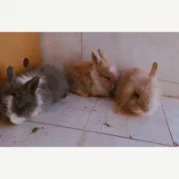 بچه خرگوش لوپ اصل