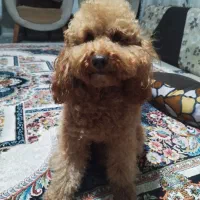 سگ  پودل  و شیتزو