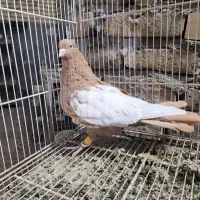 ماده زرد کت سفید ۴۰ سانتی