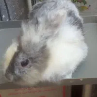 خرگوش ناز