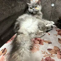 گربه بریتیش