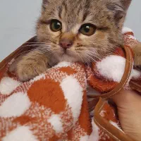 گربە خانگی|گربه|سنندج, |دیوار