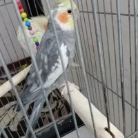 یک جفت عروس هلندی نر و ماده