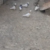 کبوترفروشی