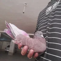 شازده ماده و سرخ|پرنده|مسجد سلیمان, |دیوار