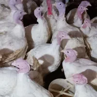 بوقلمون گوشتی کاملا ارگانیک|حیوانات مزرعه|احمدسرگوراب, |دیوار