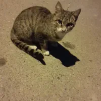 واگذاری رایگان گربه فقط به شرط خوشبختی