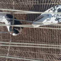 کفتر عالی فقط به شرت تخم جوجه|پرنده|طاغنکوه, |دیوار