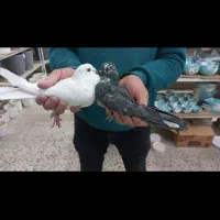 کبوترگرفتنی