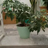 گل های برگ عبایی شفلرا پدیلانتوس و کروتون|گل و گیاه طبیعی|تهران, مینی‌سیتی (شهرک نفت)|دیوار