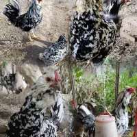 تخم مرغ نطفه دار مرغ و خروس گلین لری.