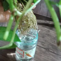 ظرف و ظروف|صنایع دستی و سایر لوازم تزئینی|کرمانشاه, |دیوار