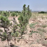 ۱۶.۸۰۰مترزمین،۲تاسند۶دانگ،سهیلیه زعفرانیه اقبالیه|فروش زمین و ملک کلنگی|کرج, باغ سیب|دیوار
