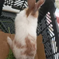 خرگوش ماده|موش و خرگوش|مریوان, |دیوار