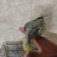 عروس هلندی|پرنده|زارچ, |دیوار