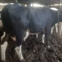 فروش گاو شیری