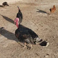بوقلمون نرگوشتی