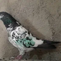 کبوتر