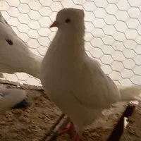 کبوتر پرشی|پرنده|مهریز, |دیوار