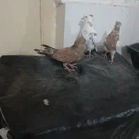 کبوتر دمبی