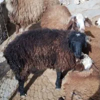 فروش 9عدد بره چاق درجه یک