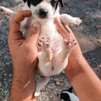 سگ،نژاد شیواوا|سگ|رودسر, |دیوار