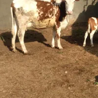 گاو سمینتال شیری شکم اول با گوساله سمینتال