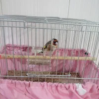 پرنده سهره اهلی نر|پرنده|تبریز, |دیوار