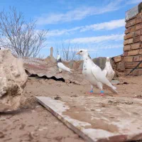 طوقی نصل دار