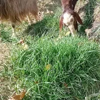 بره نرجهت قربانی ومصرف خانگی