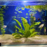 اکواریوم بک سامپ شرکتی و دست ساز|ماهی|بندرعباس, |دیوار