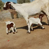 مری .زایده جملی با دوتا کهره