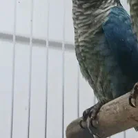 گرینچیک تراکویس واناناسی|پرنده|بندرعباس, |دیوار