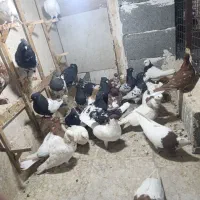 کفتر رنگه طوقی سینه کله ساده کلاغ|پرنده|مشهد, طلاب|دیوار