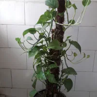 گل پتوس|گل و گیاه طبیعی|اصفهان, لاله|دیوار