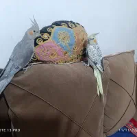 عروس هلندی نر و ماده