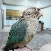 عروس هلندی و گزینچیک