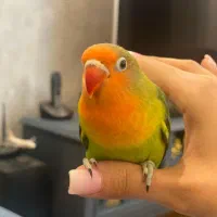 طوطی برزیلی کوتوله تپل دونخور شده|پرنده|تهران, کوی بیمه|دیوار