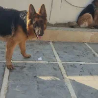 ژرمن یک ساله