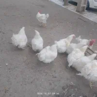 مرغ و خروس زنده گوشتی