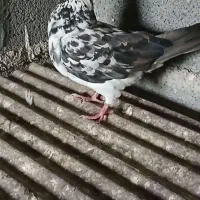 سینه باز