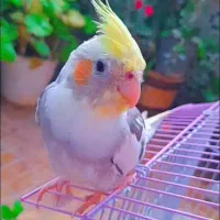 گمشده عروس هلندی