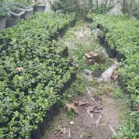 پتسپروم ولاوسون