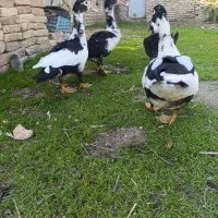 تخم غاز نطفه دارو اردک اسرائیلی|حیوانات مزرعه|سیمین شهر, |دیوار