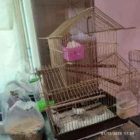 پرنده|پرنده|تهران, سیروس|دیوار