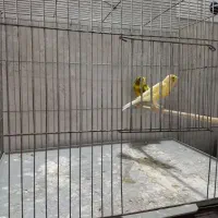 ۲جفت قناری و فنچ بنگالی|پرنده|خمینی‌شهر, |دیوار