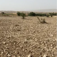 پاکسازی زمین کشاورزی از سنگ با سنگ جمع کن ترکیه ای|خدمات باغبانی و درختکاری|برازجان, |دیوار