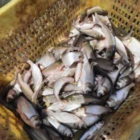 بچه ماهی آمور وکپور|ماهی|شوشتر, |دیوار