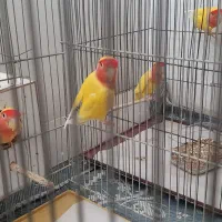 طوطی کوتوله زرد ۲ جفت|پرنده|قم, باجک دو|دیوار
